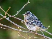 Bergfink Männchen im Winterkleid